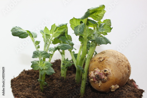 Ростки и клубень картофеля на земле