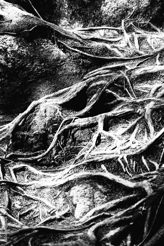Fototapeta premium Roots in black and white