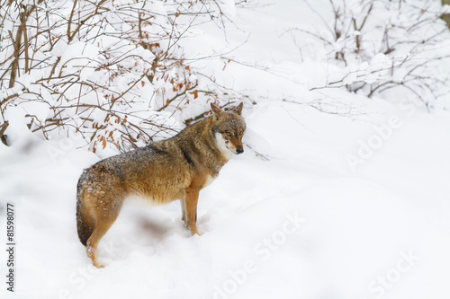 grey wolf in the snow © elitravo