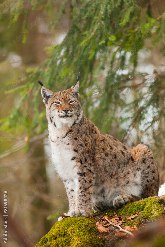 Obraz premium portrait lynx