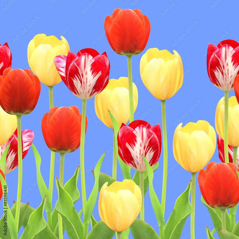 Fototapeta premium Seamless border with tulips