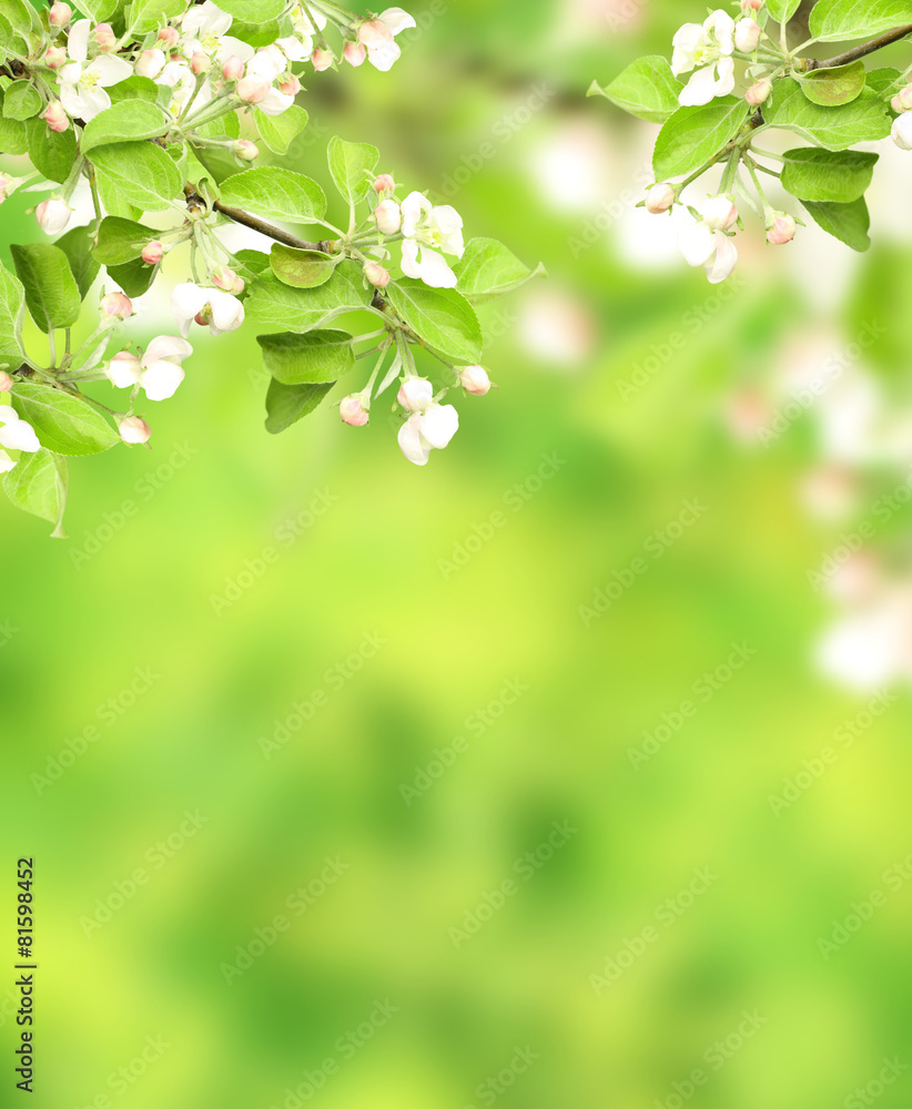 Flowers of apple Flowers of apple