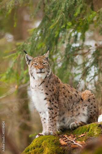portrait lynx © elitravo