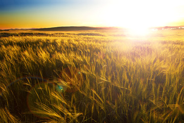 Campos y puesta del sol. Paisaje agrícola de cereales