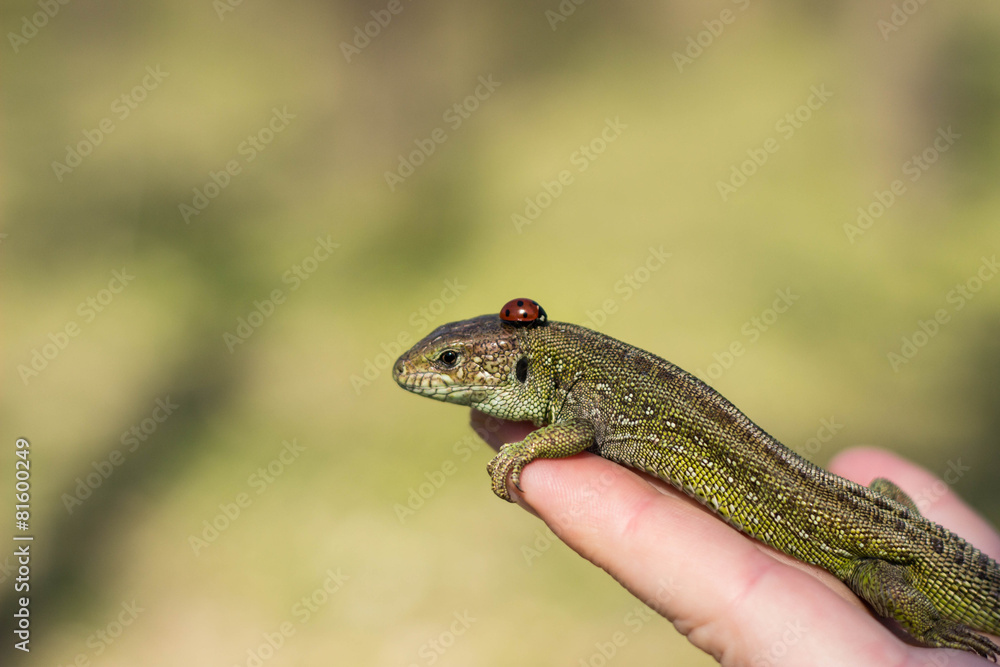 Fototapeta premium Lizard