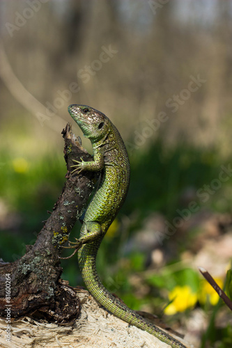 Lizard photo