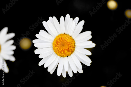 Camomile