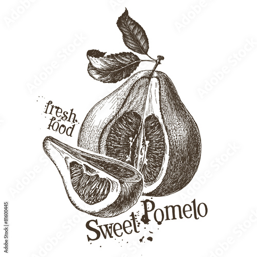 pomelo vector logo design template. fresh fruit, food or