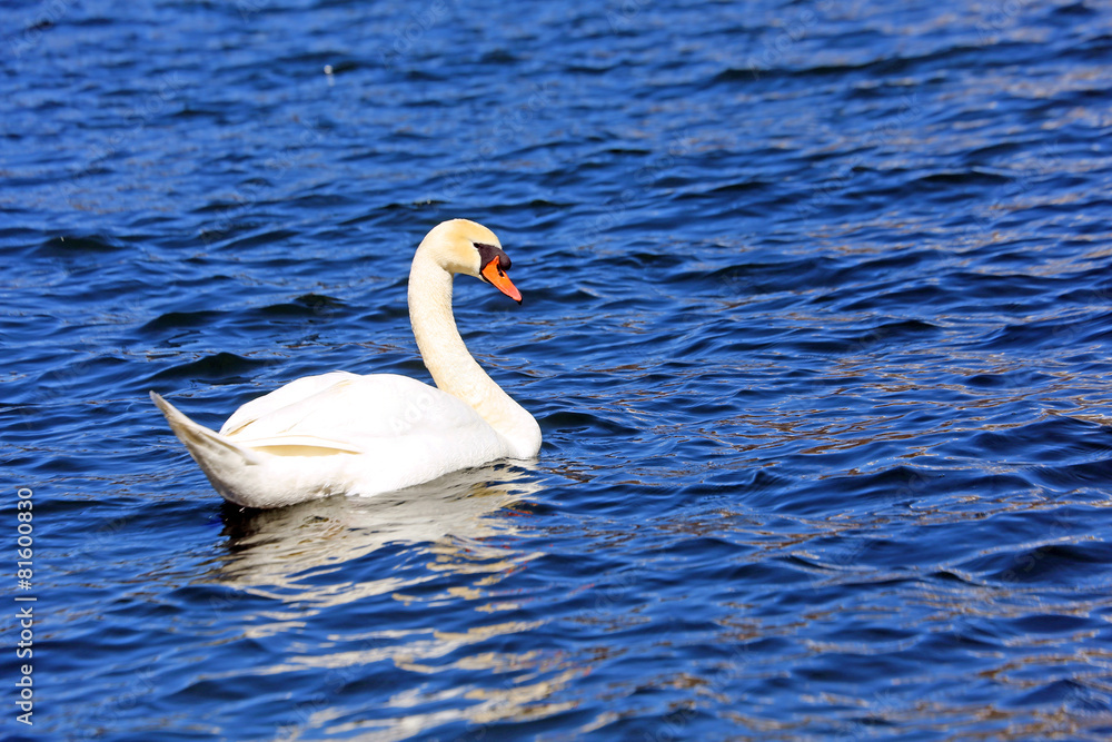 beautiful White Swan swimming in the clear water of the lake beautiful White Swan swimming in the clear water of the lake