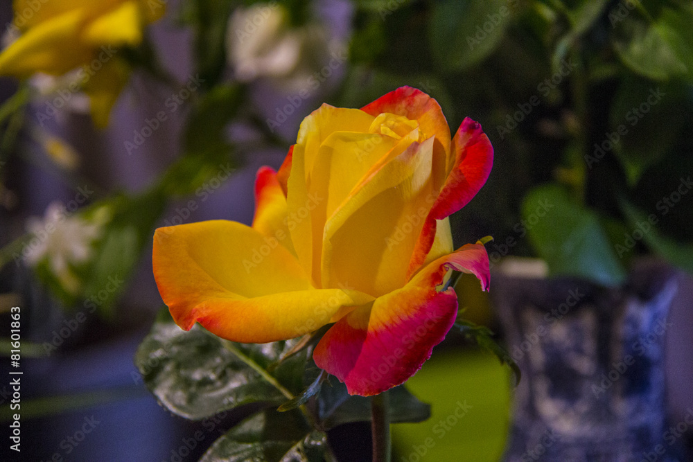 Fototapeta premium Yellow and red rose