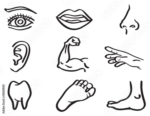Human Body Parts Vector Illustration in Line Art Style