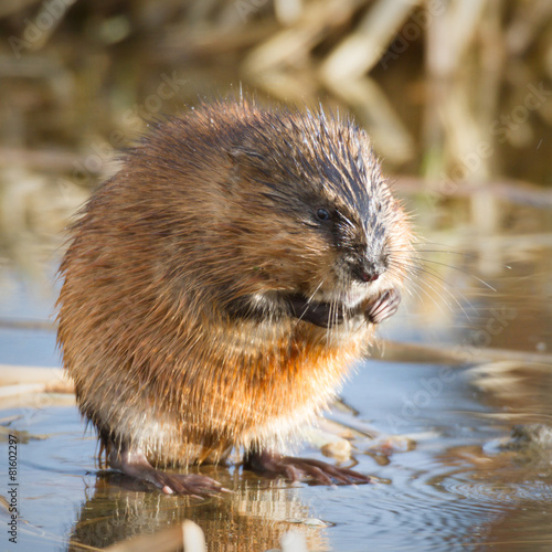 Fotografie muskrat