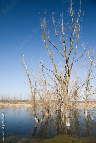 Old trees on the bank of the river in the spring against the blu