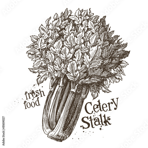 celery stalk vector logo design template. fresh vegetables, food