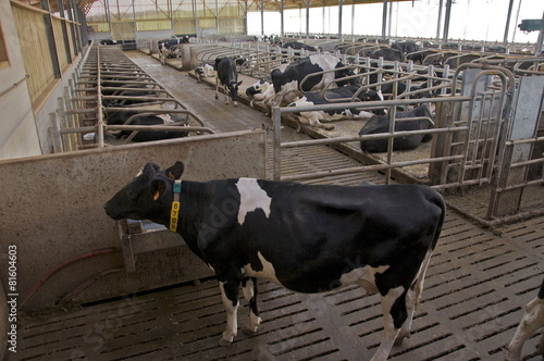 Stabulation vaches laitières en Picardie verte