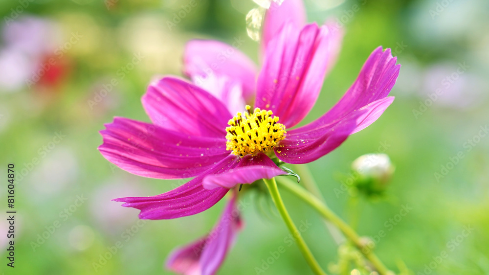 pink purple flower with pollen