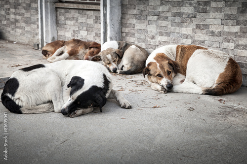Photography Group of homeless dogs sleeping on the street