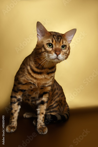 Bengal Cat on Gold background and Looking in camera