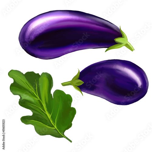 Eggplant  vector illustration  hand drawn  painted