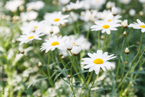 white daisy flower for background