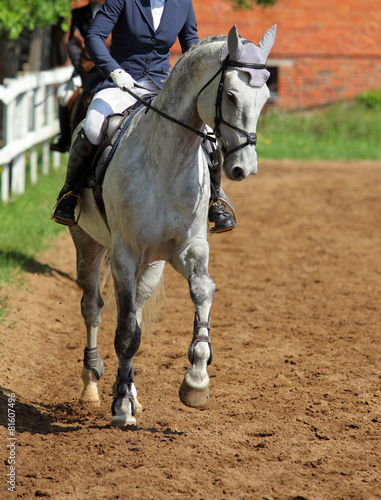 Portrait of gray horse on sports arena background © horsemen