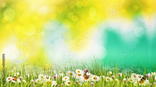 Beauty summer day on the meadow. Abstract natural backgrounds fo