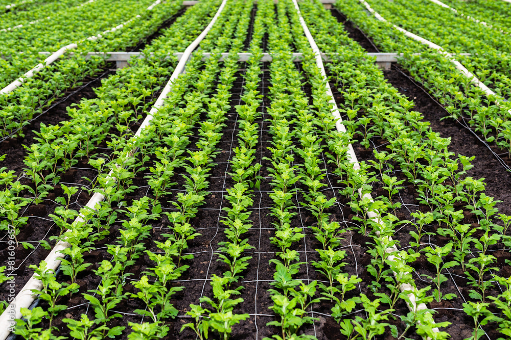 Small chrysanthemum cuttings growing in a nursery Small chrysanthemum cuttings growing in a nursery