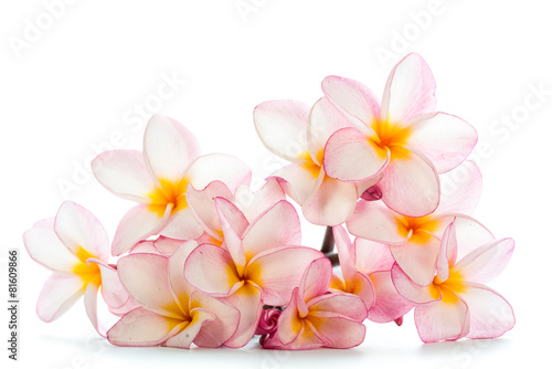 Flowers frangipani on the white background photo