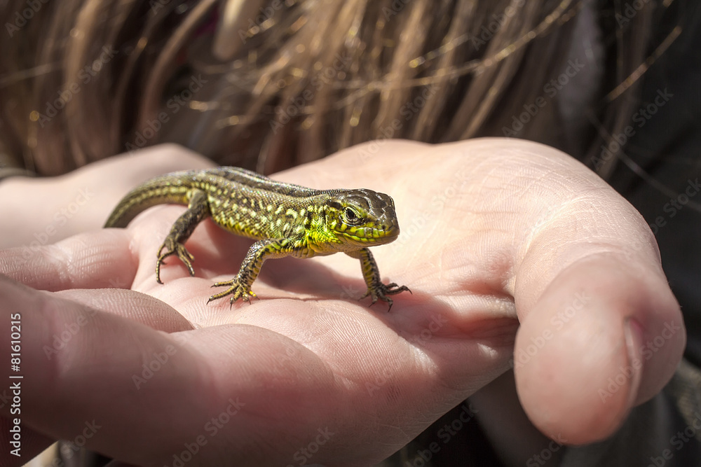 beautiful green lizard