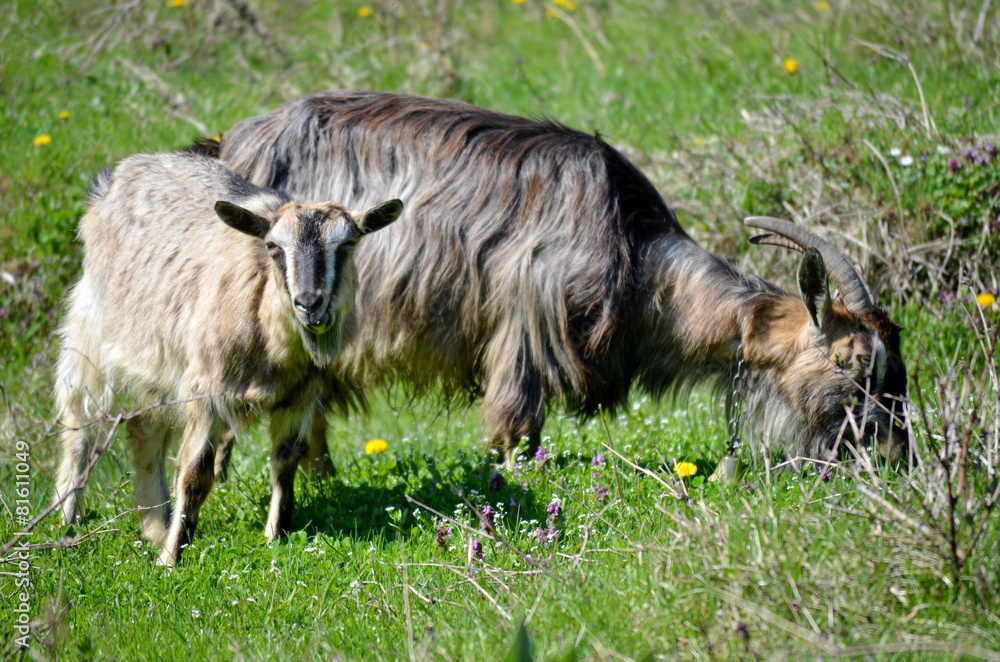 Fototapeta premium Two goats grazing grass outdoors