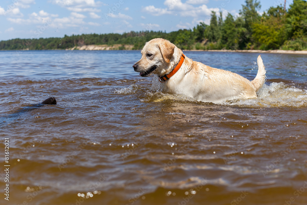Labrador bathing in the river, spray stick team jump Labrador bathing in the river, spray stick team jump