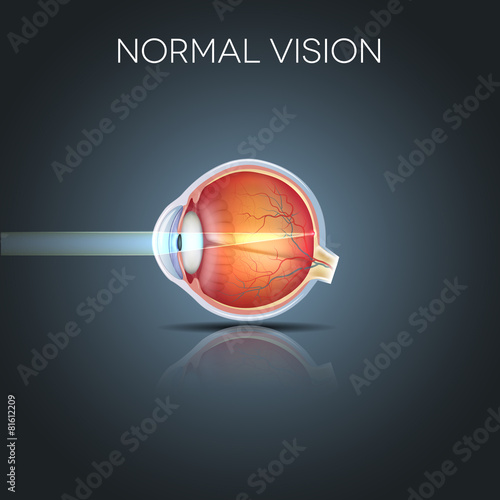 Normal eye vision, detailed anatomy of the healthy eye