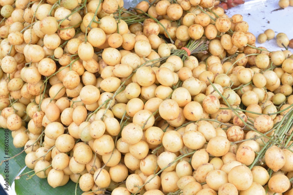 Baccaurea ramiflora Lour or Burmese Grape Baccaurea ramiflora Lour or Burmese Grape