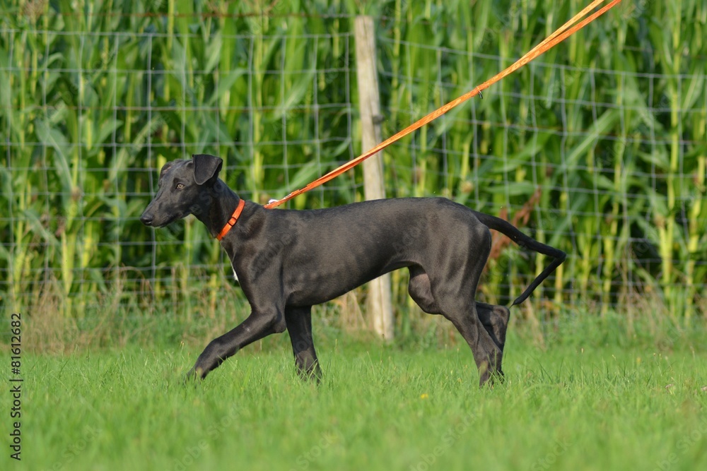 Galgo Espanol Welpe