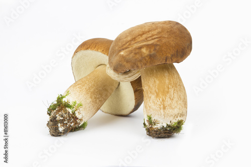 Two Boletus Edulis mushrooms