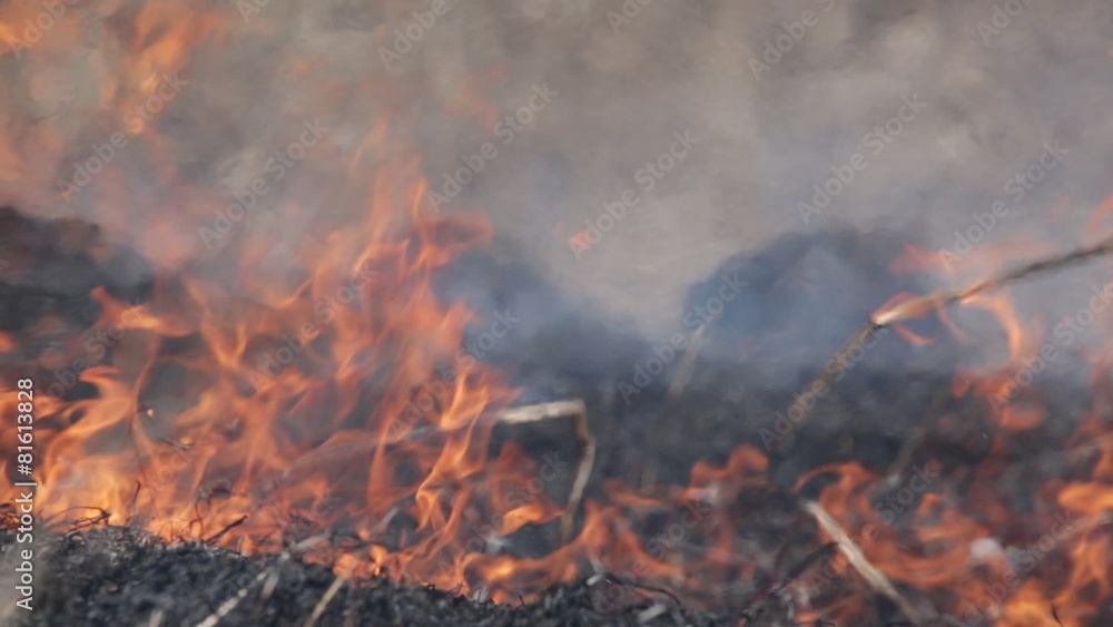 Burning dry grass - reason of forest fires. Fire close up. Burning dry grass - reason of forest fires. Fire close up.