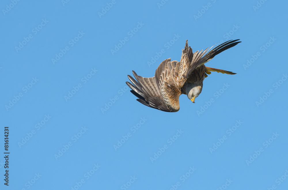 Fototapeta premium Red Kite