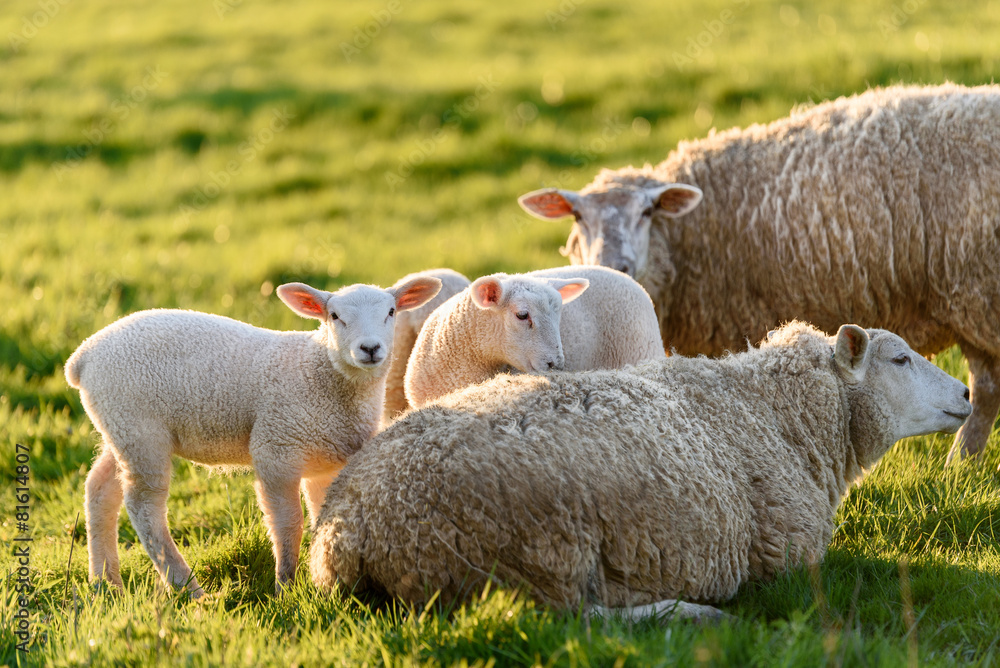 Naklejka premium agneaux et brebis