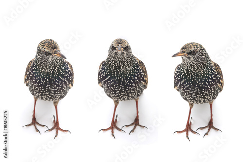 Two Starling