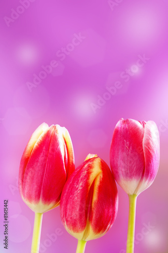 Tulips