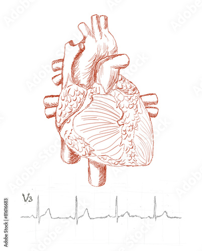 Heart anatomy and human electrocardiogram as a sketch