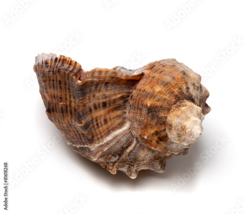 Shell from rapana venosa on white background.