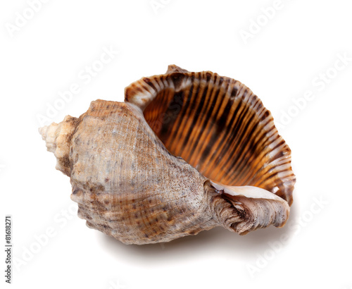 Empty shell from rapana venosa