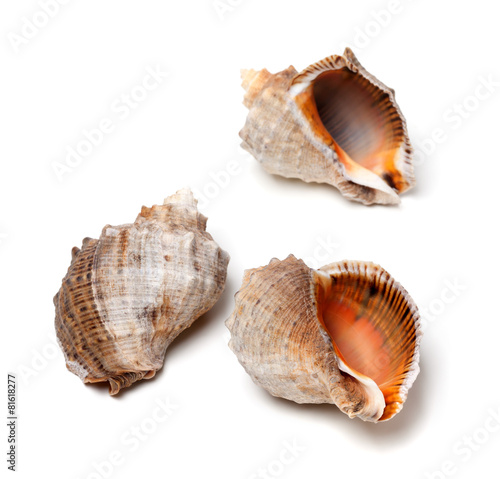 Three shells from rapana venosa