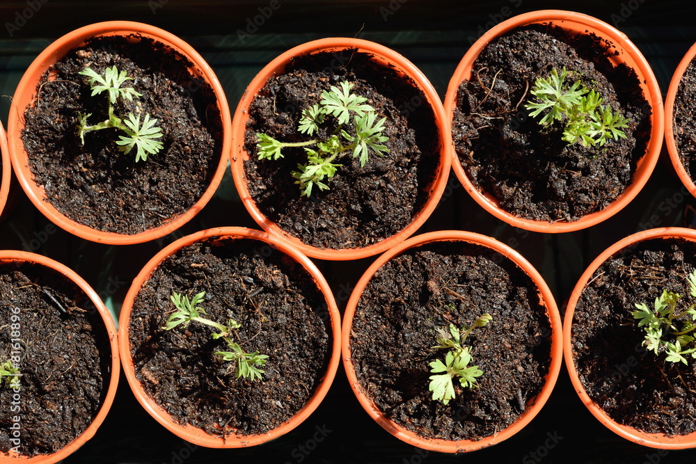 Plant nursery Plant nursery