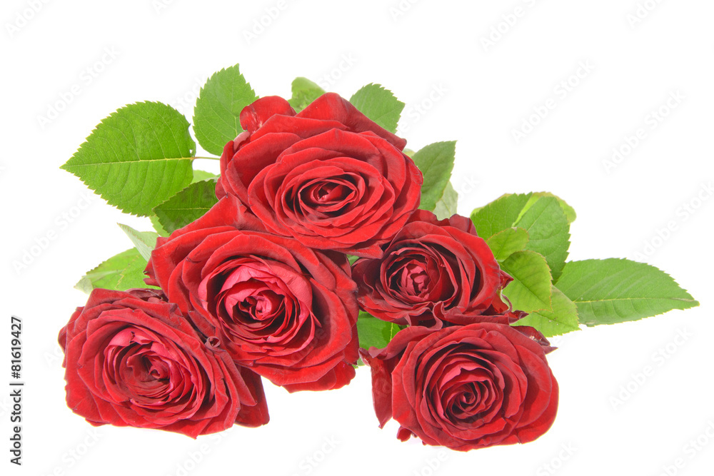 Beautiful Red Rose Stems. Isolated Beautiful Red Rose Stems. Isolated