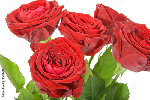 Fototapeta Naklejka Na Ścianę i Meble -  Beautiful Red Rose Stems. Isolated