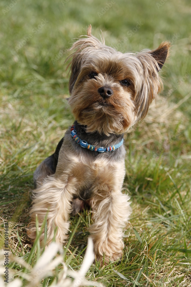 cute yorkshire terrier sitting in grass cute yorkshire terrier sitting in grass