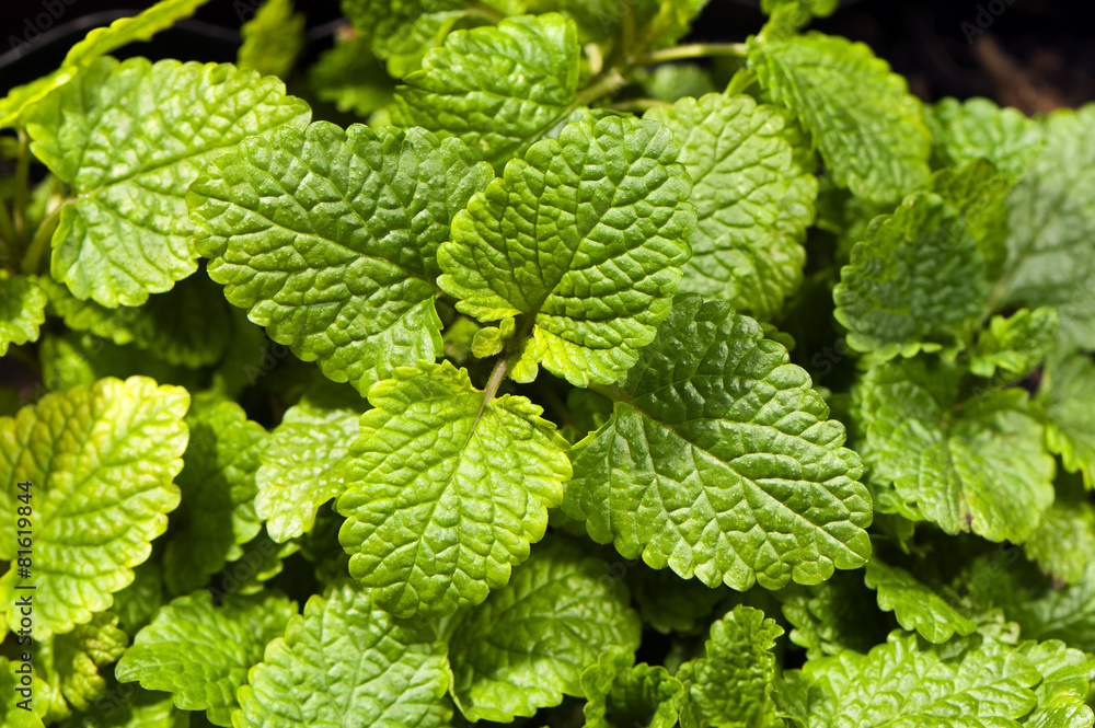 Lemon balm, also known as balm or balm mint Lemon balm, also known as balm or balm mint