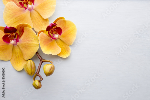 Fototapeta Naklejka Na Ścianę i Meble -  Yellow orchid.